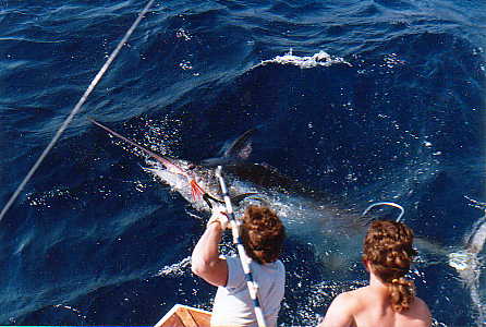 gaffmarlin