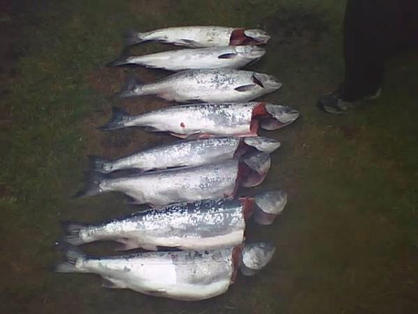 salmon ilwaco 09  Days catch